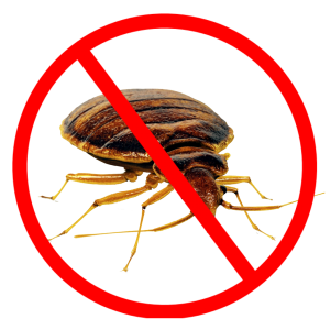 Bed bug PNG