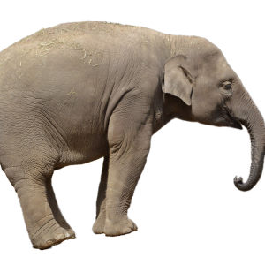 Elephant PNG