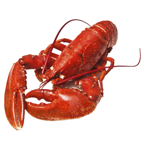 Lobster PNG