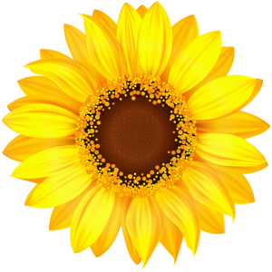 Sunflower PNG