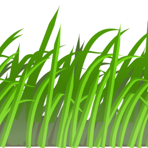 grass png image, green grass PNG picture