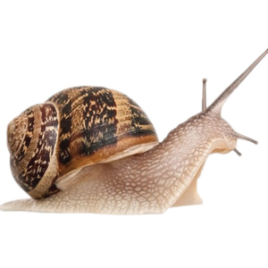 Snail PNG