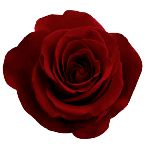 Red rose png image, free picture download