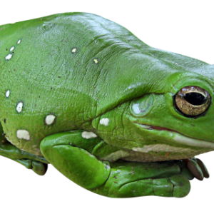 Green frog PNG