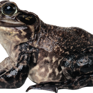 Frog PNG