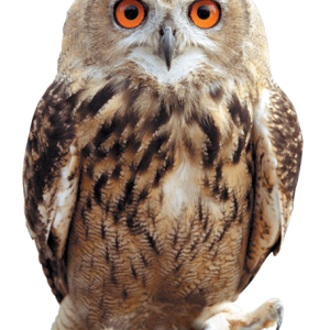 Owl PNG