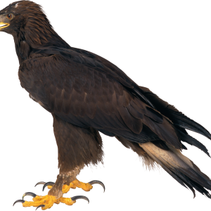 Eagle PNG image, free download