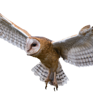 Owl PNG