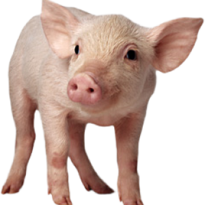 pig PNG image