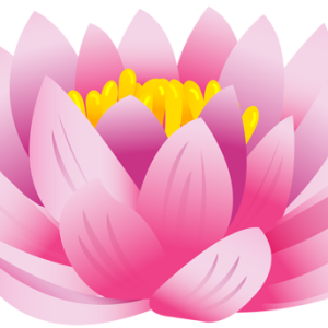 Lotus flower PNG