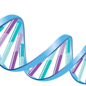 DNA PNG