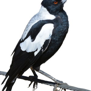 Bird PNG