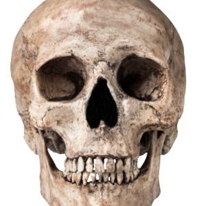 Skull PNG
