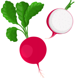 Radish PNG