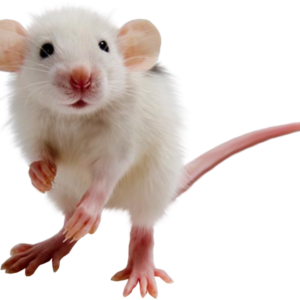 mouse, rat PNG image