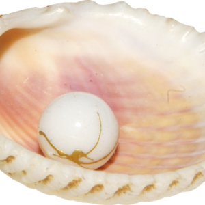 Seashell PNG