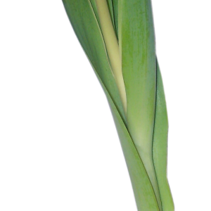 Tulip PNG image