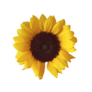Sunflower PNG