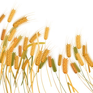 Wheat PNG