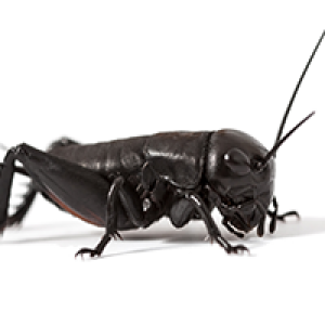Cricket insect PNG