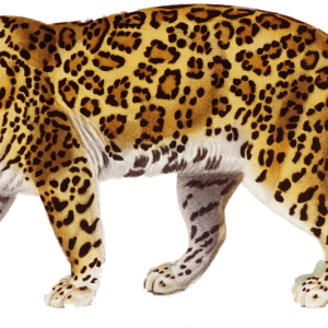 Jaguar PNG