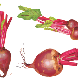 Beet PNG