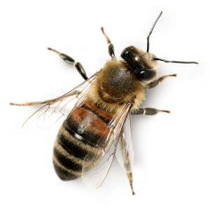 Bee PNG