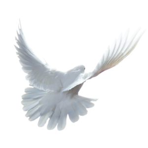 white dove pigeon PNG image