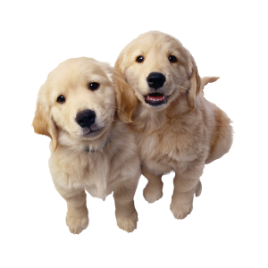 Labrador Retriever PNG