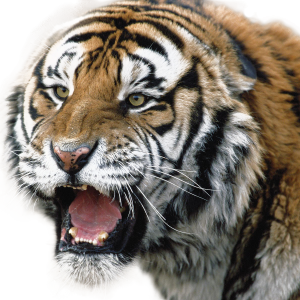 Tiger PNG