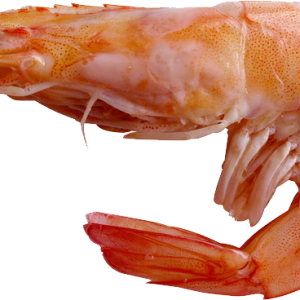 Shrimp PNG
