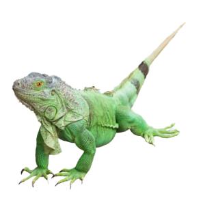 Iguana PNG