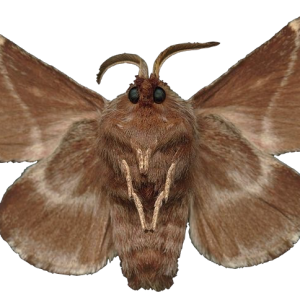Moth PNG