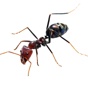 ant PNG