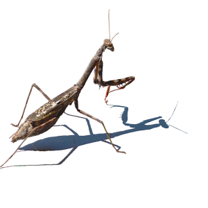 Mantis PNG