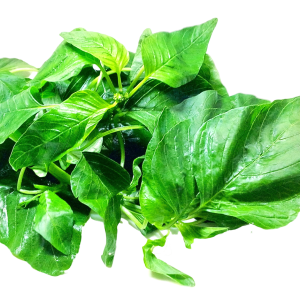 Spinach PNG