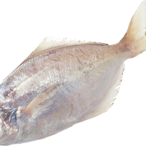 Fish PNG