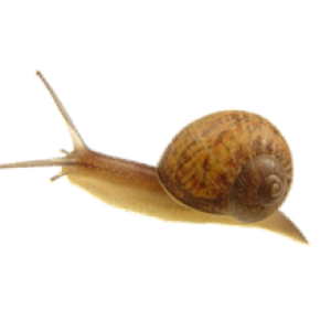 Snail PNG