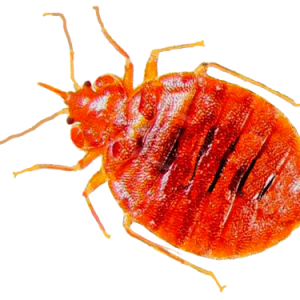 Bed bug PNG