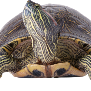 Turtle PNG