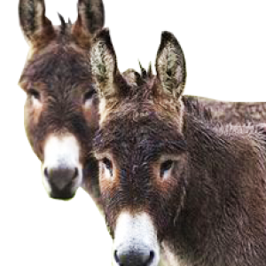 Donkey PNG
