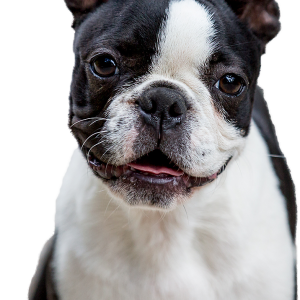 french bulldog PNG