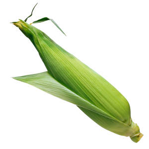 Corn PNG