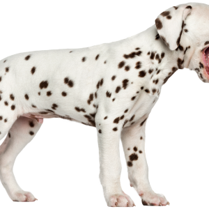 Dalmatian puppy PNG