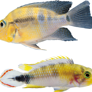 Fish PNG