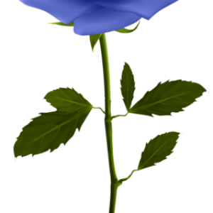 Rose PNG