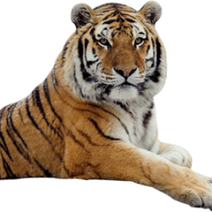 Tiger PNG image, free download, tigers