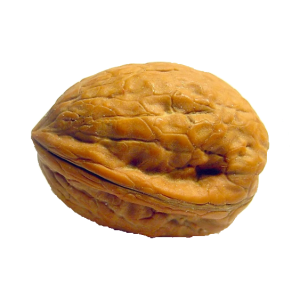 Walnut PNG