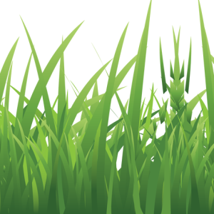 grass png image, green grass PNG picture