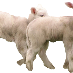 Goat PNG